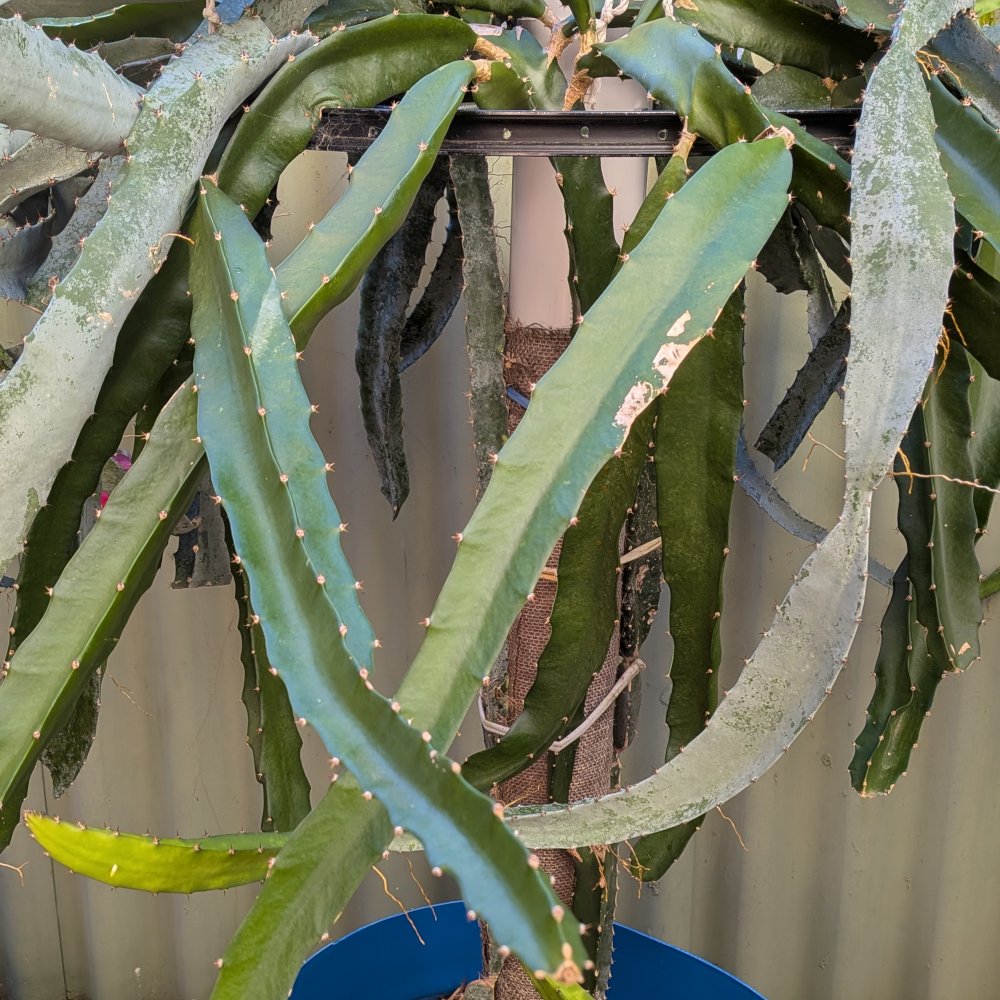 Picture of the whole plant